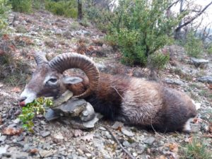 Mouflon (14)