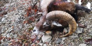 Mouflon (4)